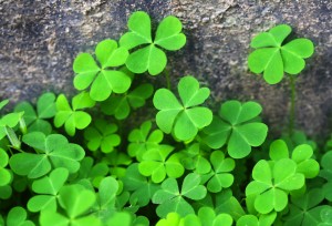 Background of lush green clover leaves