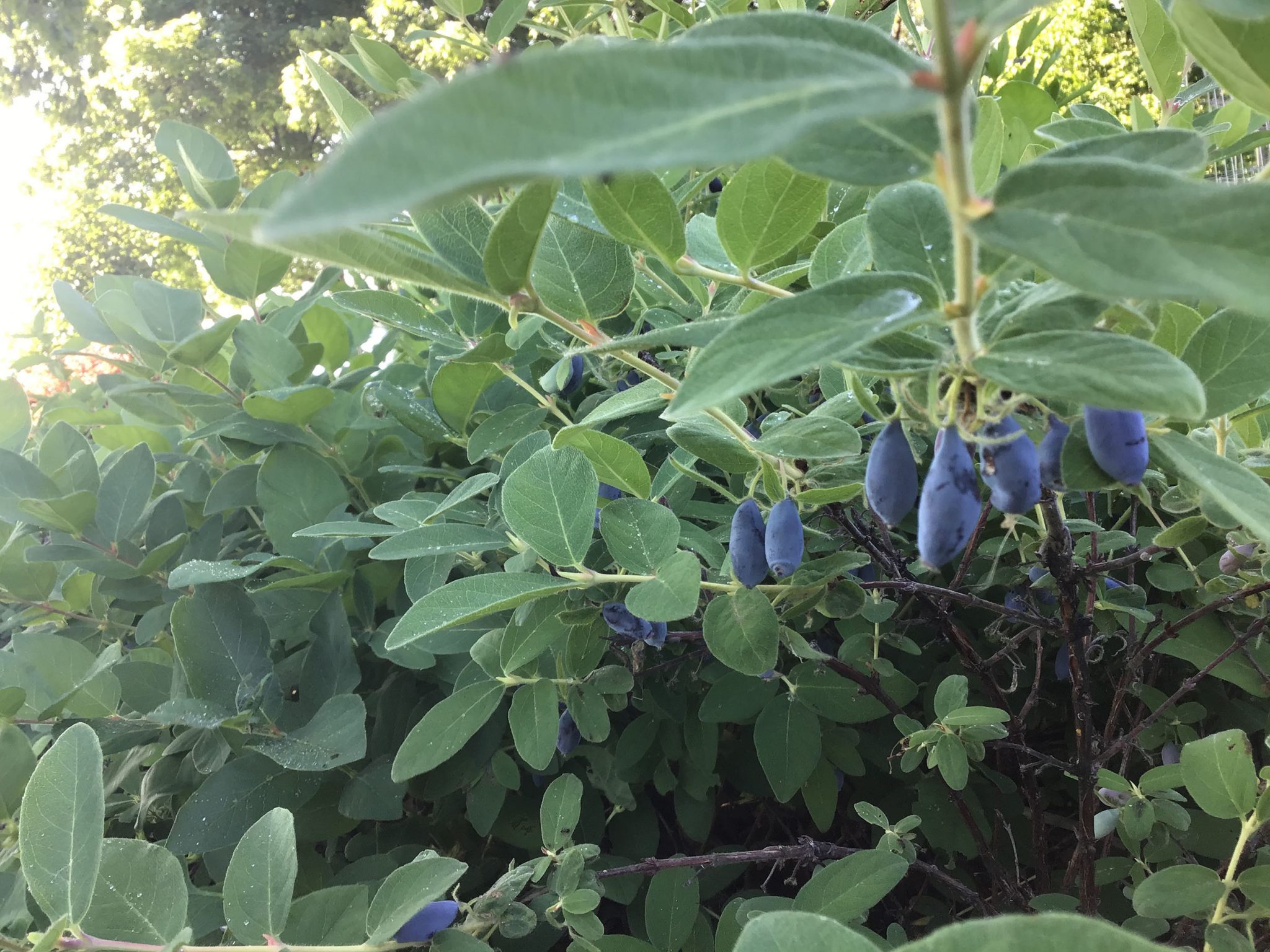 Haskap Berries From native honeysuckle to super fruit FiftyFive Plus