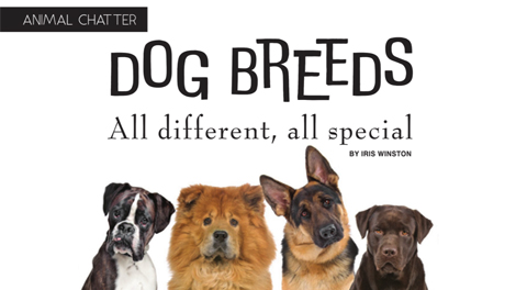 Dog breeds - all different, all special - Fifty-Five Plus Magazine